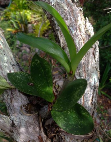 Rock Orchid (Dendrobium speciosum or D. jonesii)