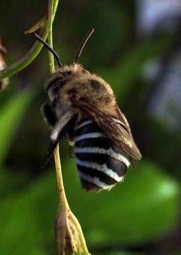 Blue Banded Bee (Amegilla cingulata)