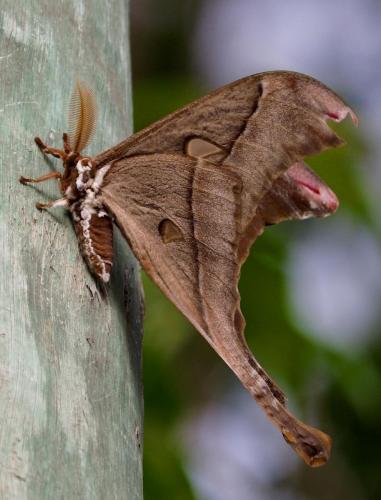Hercules Moth (Coscinocera hercules)