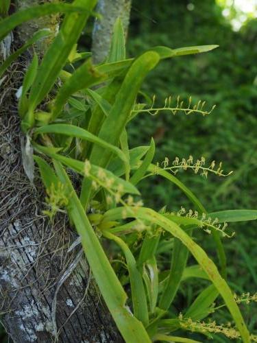 Twisted Sphinx Orchid (Cestichis angustilabris)