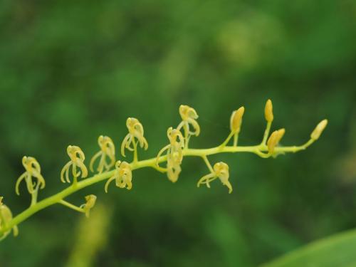 Twisted Sphinx Orchid (Cestichis angustilabris)