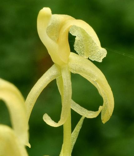 Twisted Sphinx Orchid (Cestichis angustilabris)