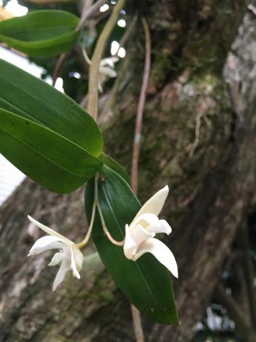 Ada's Dendrobium(Dendrobium adae)