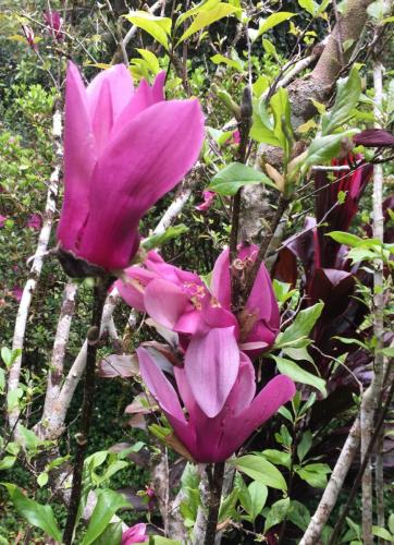 Purple Lily Magnolia