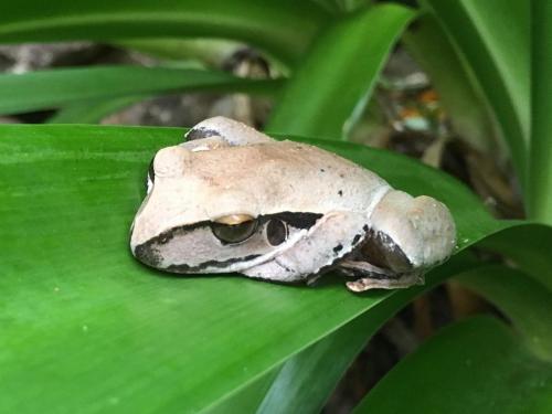 Eastern Stoney Creek Frog (Litoria wilcoxii)