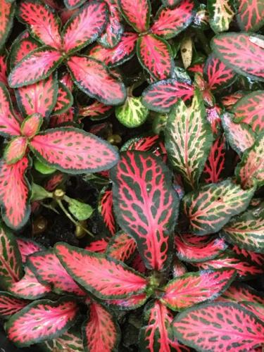 Red Nerve Plant (Fittonia albivenis -Verschaffeltii Group)