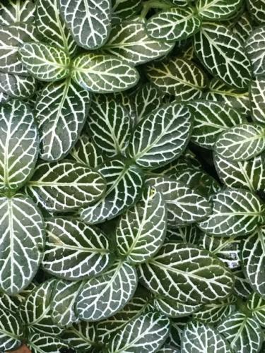 Silver Nerve Plant (Fittonia albivenis - Argyroneura Group)