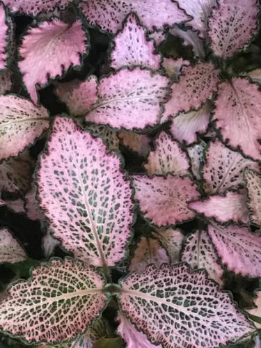 Pink Nerve Plant (Fittonia albivenis -Verschaffeltii Group)