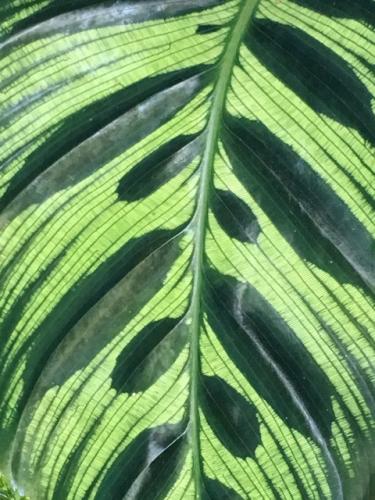 Peacock plant (Calathea makoyana)