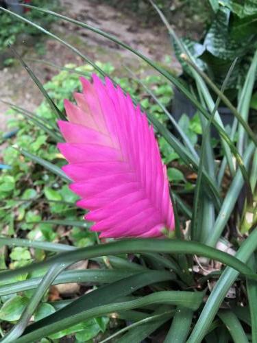 Tillandsia cyanea