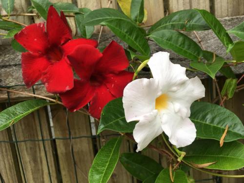 Mandevilla varieties