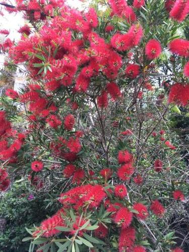 Bottlebrush(Calistemon sp)