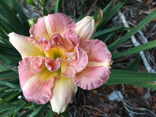 Day Lily (Karla Rose)