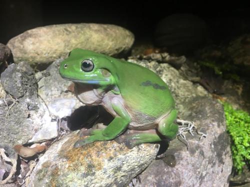 Green Tree Frog (Litoria caerulea)