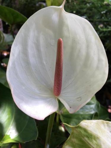 Anthurium