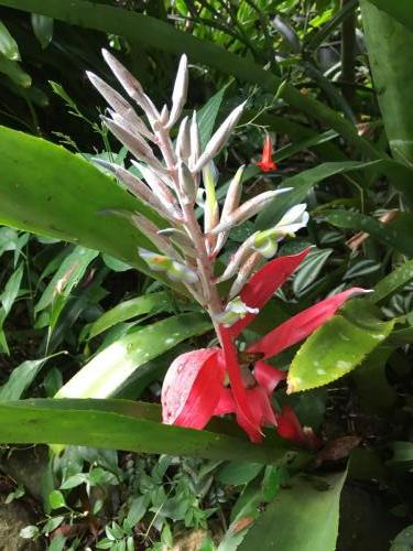 Bromeliad (Bilbergia macroclyx)