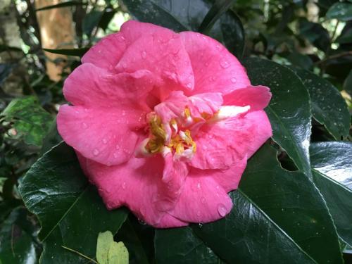 Camelia  pink