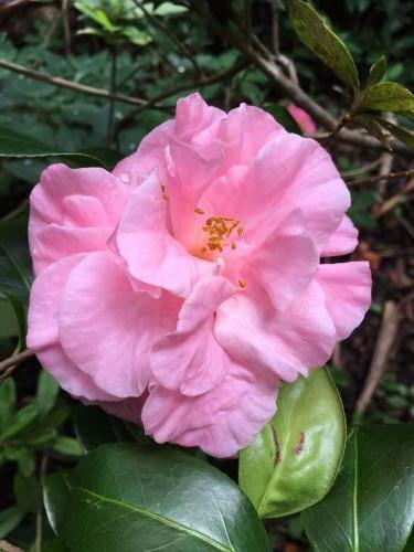 Camelia