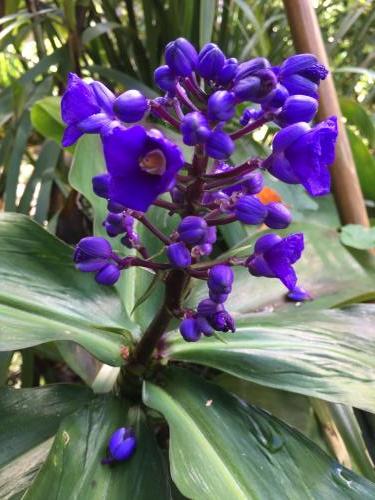 Purple ginger