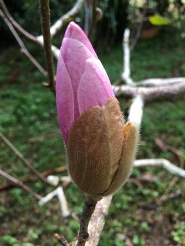 Pink Tulip Magnolia bud