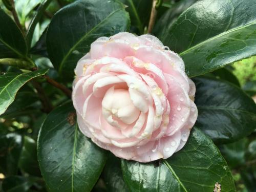 Camelia