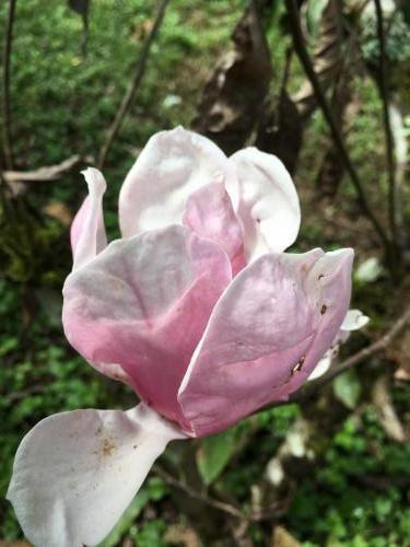 Pink tulip magnolia