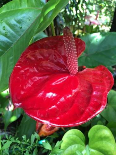 Anthurium