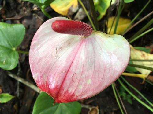 Anthurium var. Princess Adalin