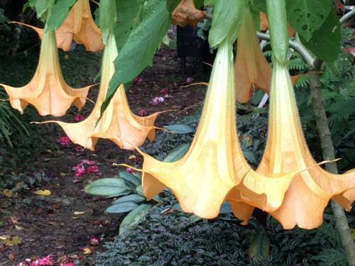 Angel's Trumpet(Brugmansia var Golden Lion)