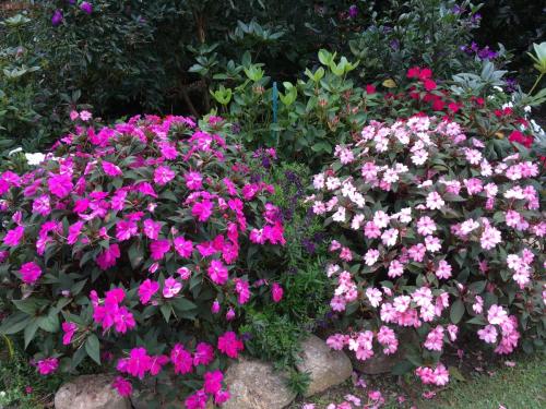 New Guinea Impatiens