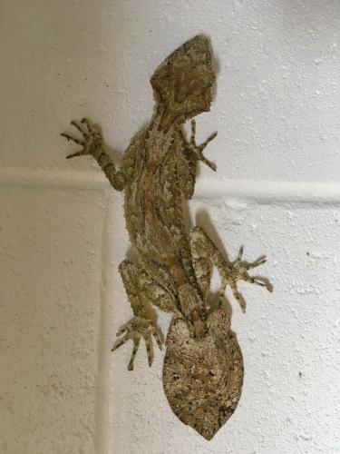 Northern Leaf-tailed Gecko (Saltuarius cornutus)