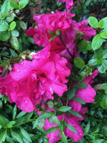 Azalea variety