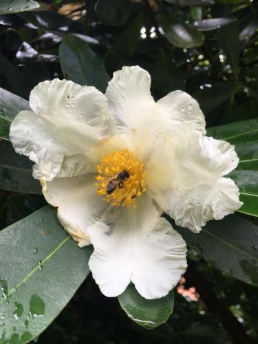 Fried Egg Tree (Gordonia axillaris)