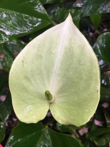 Anthurium variety