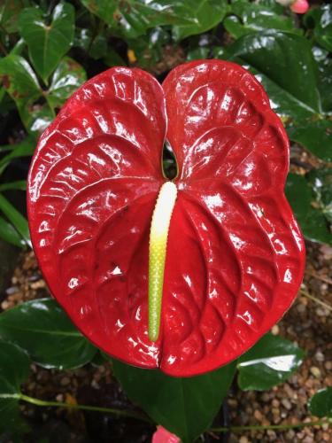 Anthurium variety