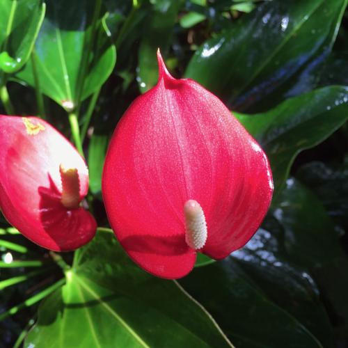 Anthurium variety