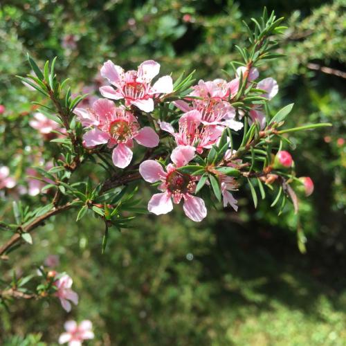 Tea Tree variety (Leptospermum sp)