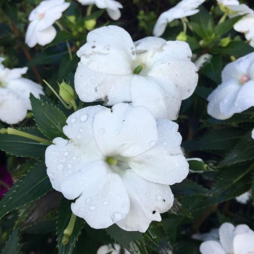 New Guinea Impatiens