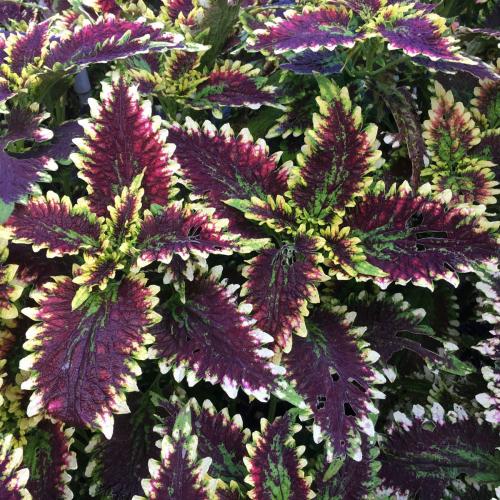 Coleus