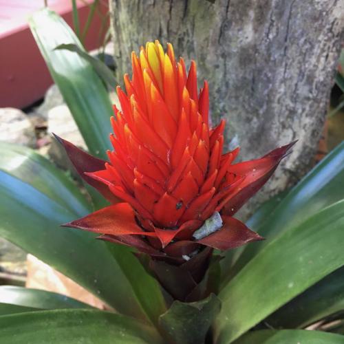 Bormeliad (Guzmania conifera)