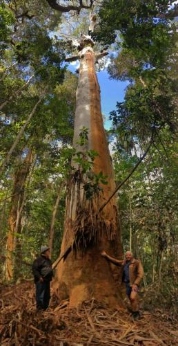 Rose Gum (Eucalyptus grandis)