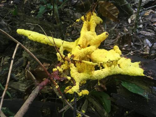 Slime Mould (Fuligo septica)