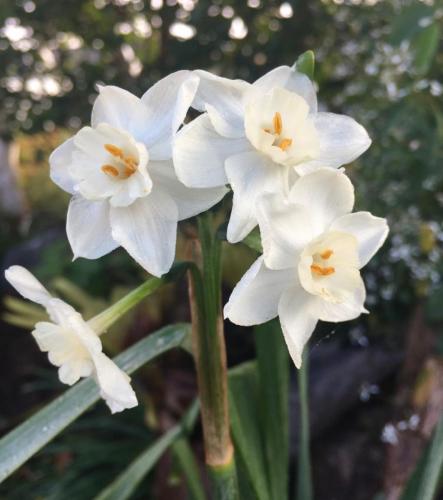 Jennie’s Jonquils