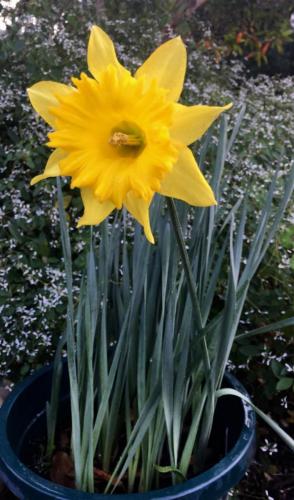 Daffodil