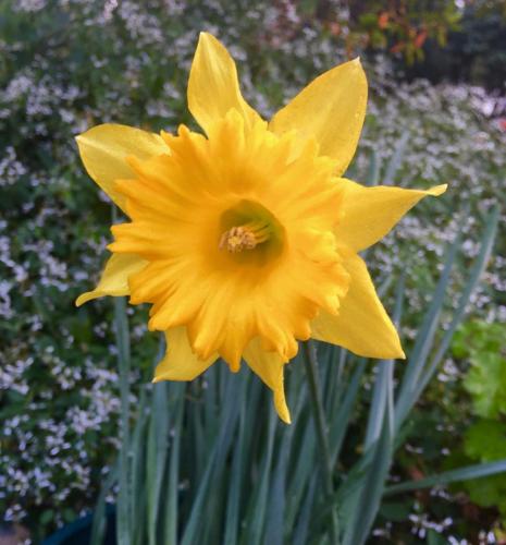 Daffodil