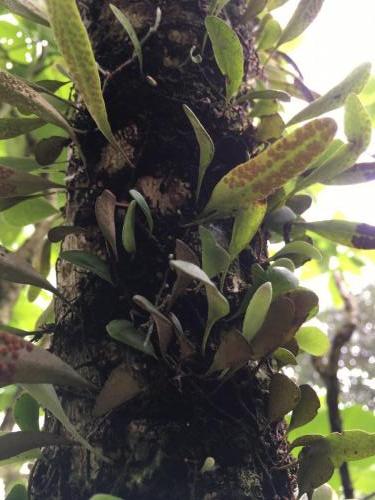 Rock Felt Fern (Pyrrosia rupestris)