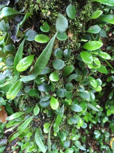 Rock Felt Fern (Pyrrosia rupestris)