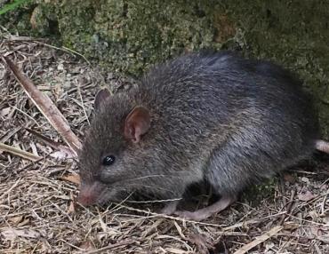 Bush Rat (Rattus fuscipes)