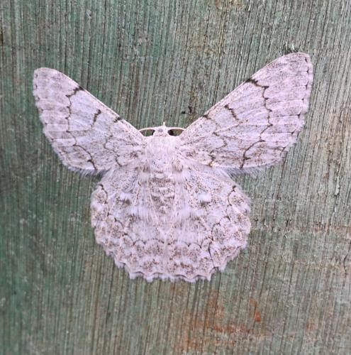 Looper Moth (Pingasa chlora)