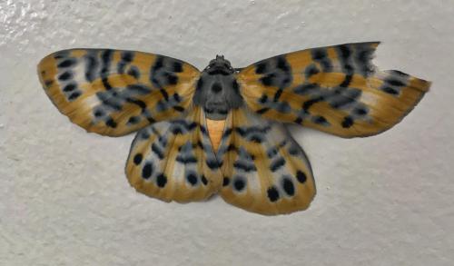 Looper Moth (Bracca rotundata)